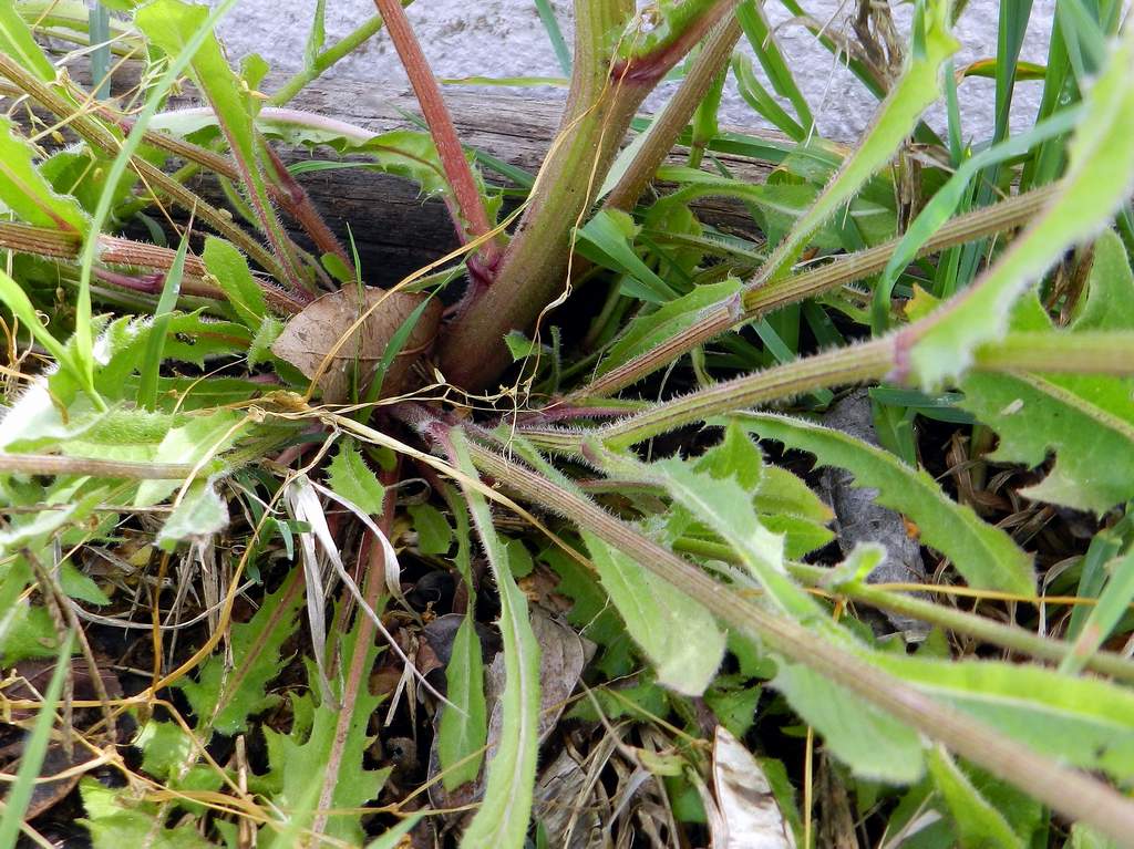 Crepis vesicaria